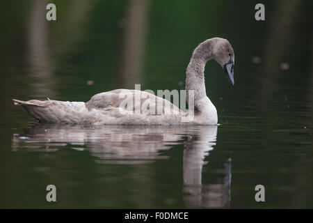 Gosling nuota su Norfolk Broads Foto Stock