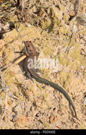 I capretti lucertola comune crogiolarsi al sole Foto Stock
