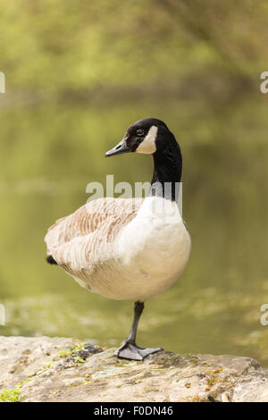 Canada Goose in piedi su una gamba sola, sul bordo dell'acqua, basta guardare. Foto Stock