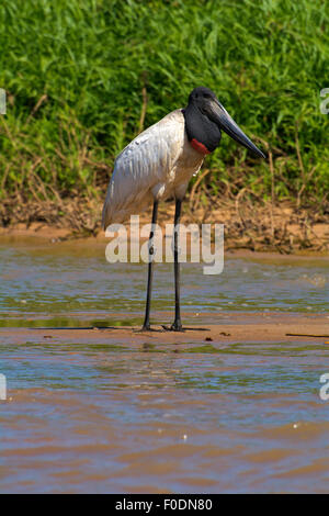 Tuiuiu è un uccello che è il simbolo del Pantanal del Mato Grosso Foto Stock