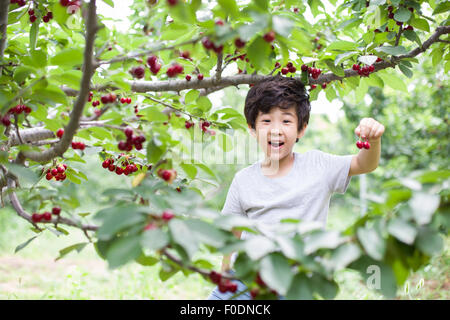 Felice ragazzo la raccolta delle ciliegie in Orchard Foto Stock