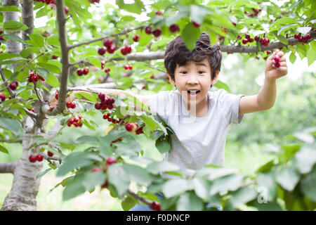 Felice ragazzo la raccolta delle ciliegie in Orchard Foto Stock