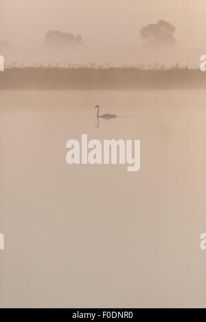 Un cigno nuotare in tutta calma le acque nella nebbia sulla Norfolk Broads, Norfolk, Regno Unito Foto Stock