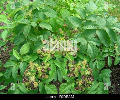 Amerikanische Narde, Aralia racemosa, Foto Stock