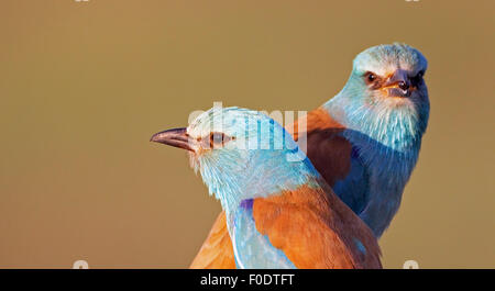 Rullo europea (Coracias garrulus) coppia, Pusztaszer, Ungheria, Maggio 2008 Foto Stock