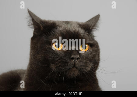 Arthur il burbero British Shorthair. Foto Stock