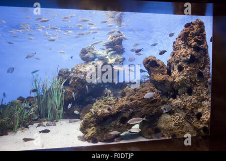 Acquario di Barcellona pesce serbatoio, Catalogna, Spagna Foto Stock