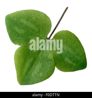 Leberbluemchen, Hepatica nobilis, Blume des Jahres 2013, Foto Stock