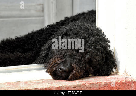 Nero cane labradoodle giacente in un portale Foto Stock