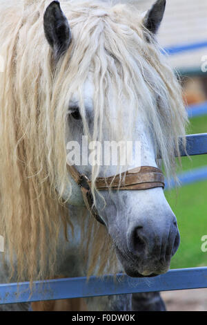 Bellissimo stallone completo grigio razza Percheron. Foto Stock