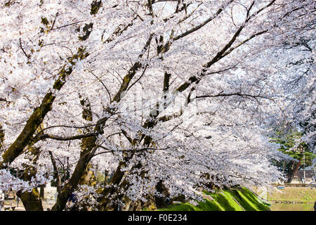 Il Giappone e il Castello di Kanazawa Park. Shissei-en, il giardino d'acqua. Fila di alberi di ciliegio in fioritura in piena fioritura lungo il fossato durante la primavera. Blue sky. Foto Stock