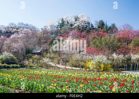 Gli alberi di ciliegio a Hanamiyama Park nella prefettura di Fukushima, Giappone Foto Stock