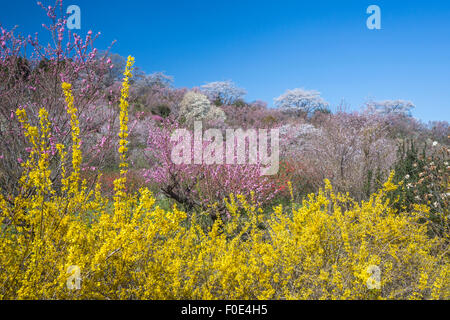 Gli alberi di ciliegio a Hanamiyama Park nella prefettura di Fukushima, Giappone Foto Stock