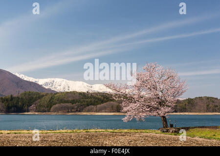 Il Ciliegio e il Lago di Aoki, in Nagano, Giappone Foto Stock