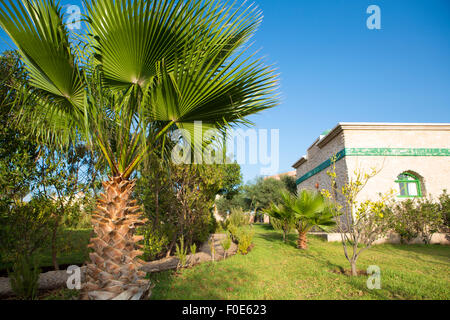 Arbusti e una recinzione con Palm tree sul cielo blu sullo sfondo Foto Stock