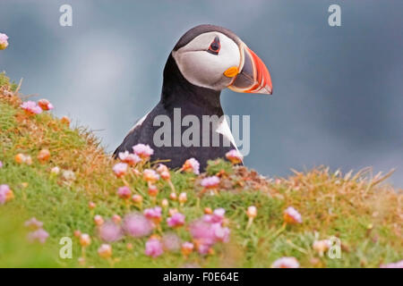 Un Atlantic Puffin guarda da una scogliera Foto Stock