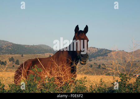 Sorridente marrone a cavallo in un campo Foto Stock