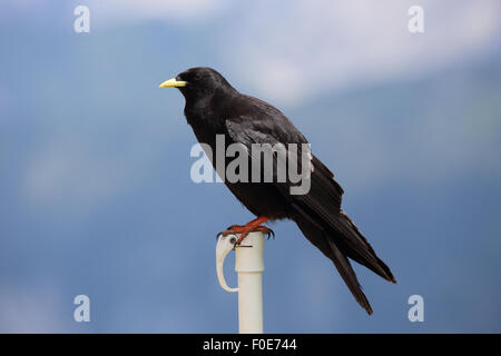 Gracchio alpino (Pyrrhocorax graculus) Foto Stock