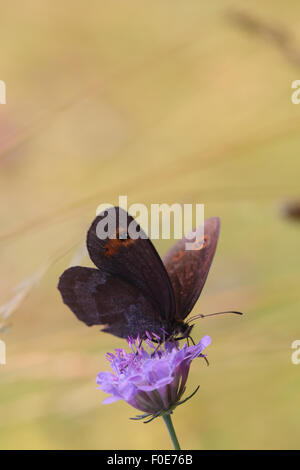 Grande Fuligginosa Satiro (Satyrus ferula) Foto Stock