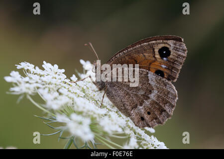 Grande Fuligginosa Satiro (Satyrus ferula) Foto Stock