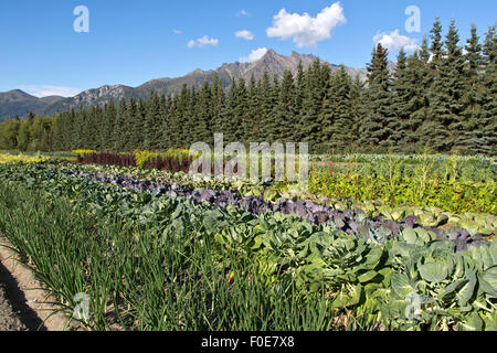 Azienda agricola biologica, verdure crescente, le righe di cipolle, i cavoli di Bruxelles, il rosso e il cavolo bianco. Foto Stock