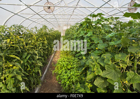 Organicamente la coltivazione di pomodori e basilico, peperoni, cetrioli, tunnel. Foto Stock