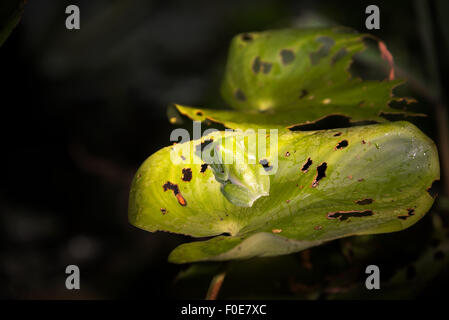 Piccola rana verde su una foglia nella foresta amazzonica in Perù Foto Stock