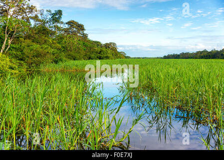 Erbe che crescono in un fiume nella foresta amazzonica vicino a Iquitos, Perù Foto Stock