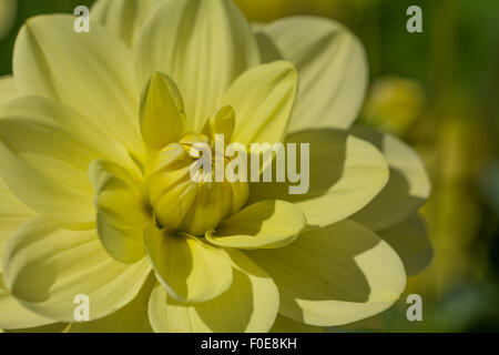 Dahlia Glorie Van Heemstede Foto Stock