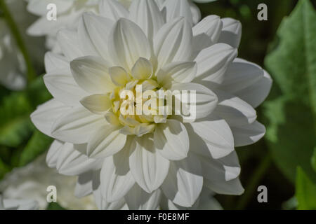 Dahlia balletto bianco Foto Stock