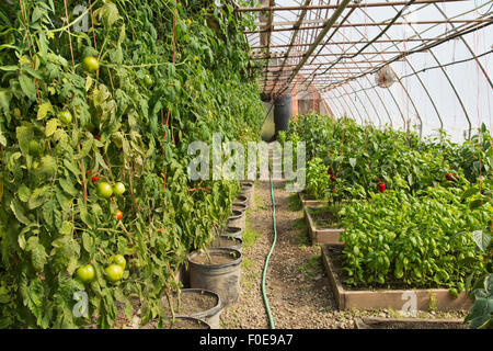 La maturazione dei pomodori, peperone e basilico cresce, organico, tunnel. Foto Stock