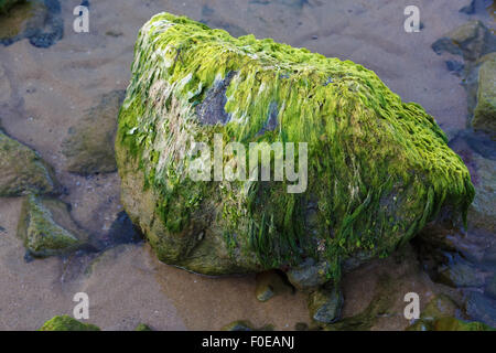 Big Stone ricoperte di alghe. Messa a fuoco selettiva. Foto Stock