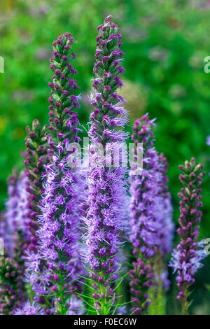 Liatris spicata, Dense blazing star o gayfeather Foto Stock