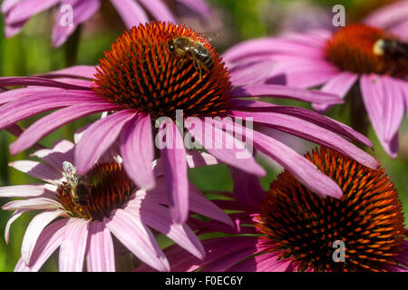 Echinacea purpurea (orientale coneflower viola o purple coneflower) Foto Stock