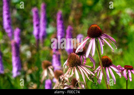 Echinacea purpurea porpora orientale violino leatris Foto Stock