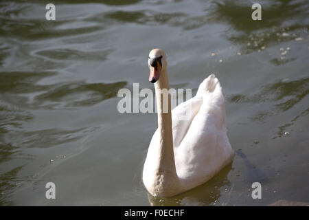 Il White Swan nuotate nel lago Foto Stock