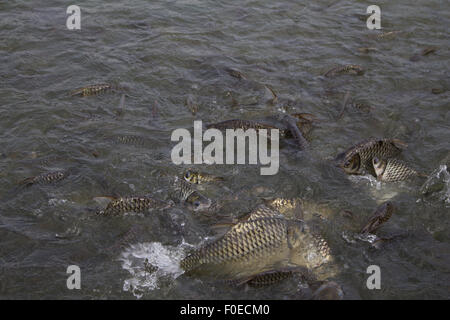 Java barb, argento barb trambusto di pesce mangiare mangime in fattoria, Closeup scena Foto Stock