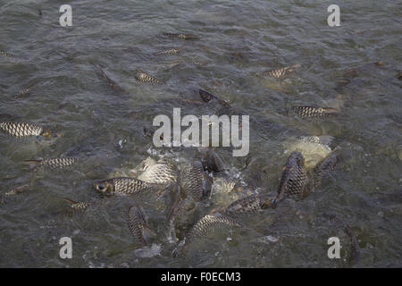 Java barb, argento barb trambusto di pesce mangiare mangime in fattoria, Closeup scena Foto Stock