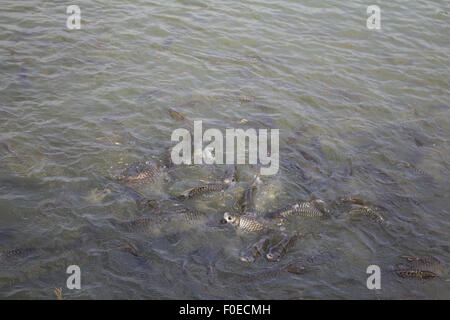 Java barb, argento barb trambusto di pesce mangiare mangime in fattoria, Closeup scena Foto Stock