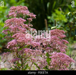 Joe Pye Weed (Eutrochium purpureum) che fiorisce in un giardino Foto Stock