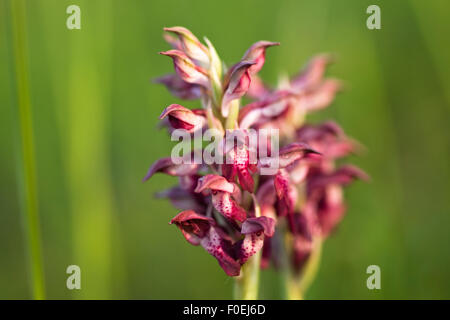 Bug fragrante orchidea (Anacamptis / Orchis coriophora fragrans) in fiore, Vieste e Gargano NP, Gargano in Puglia, Italia, Aprile 2008 Foto Stock