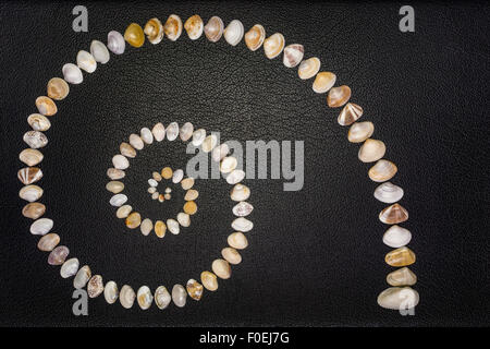 Un concetto di diversità utilizzando clam conchiglie di varie dimensioni, forme, modelli e colori disposti come nautilus conchiglia la curva di crescita. Foto Stock