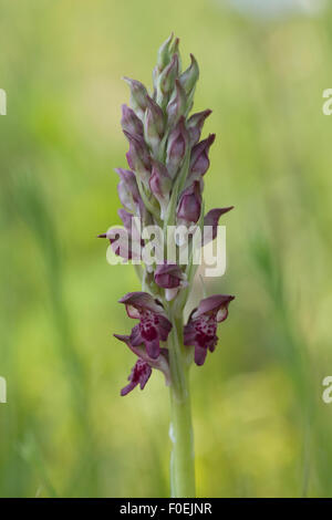 Bug fragrante orchidea (Anacamptis / Orchis coriophora fragrans) con boccioli e pochi fiori, Vieste e Gargano NP, Gargano in Puglia, Italia, Maggio 2008 Foto Stock