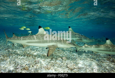 BLACKTIP REEF SHARK NUOTO IN ACQUA SHALOW Foto Stock