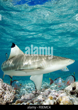 BLACKTIP REEF SHARK nuoto in acque poco profonde Foto Stock