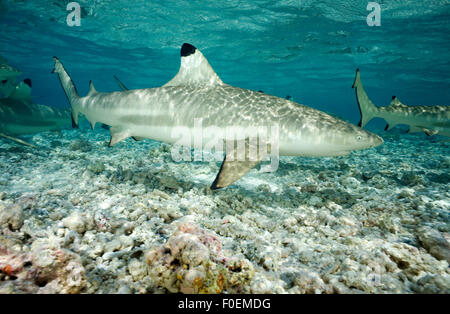 BLACKTIP REEF SHARK nuoto in acque poco profonde Foto Stock