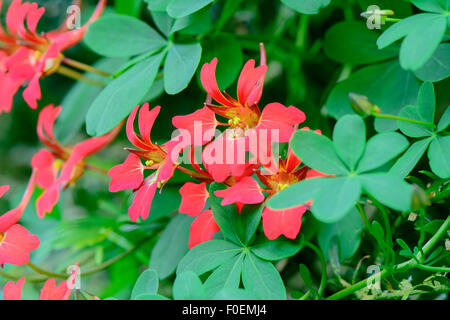 Tropaeolum speciosum, noto anche come fiamma scozzese fiore, nasturtium di fiamma e la fiamma superriduttore Foto Stock