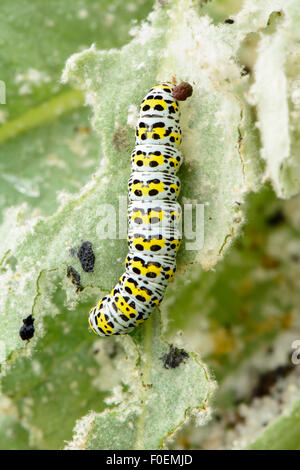 Un Mullein moth (Cucullia verbasci) alimentazione su foglie di giardino Foto Stock