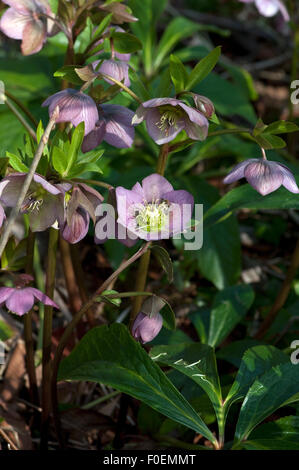 Purpur-Nieswurz Christrose;;; Helleborus purpurascens; Foto Stock