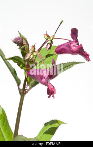 Druesiges Springkraut; Impatiens glandulifera,; Holly; Bachbluetentherapie; Foto Stock